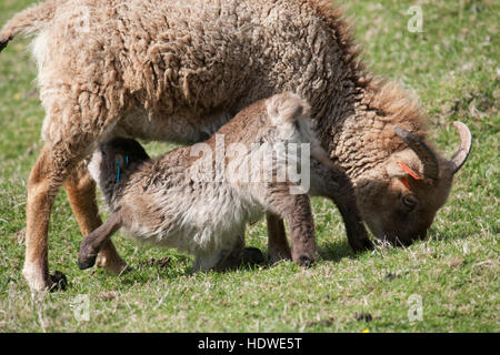 Suckling Soay lamb and mother on the island of Hirta, St Kilda archipelago, Scotland. Stock Photo