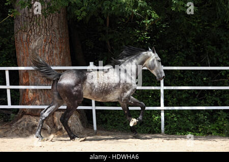 Dapple-grey arabian horse runs free Stock Photo