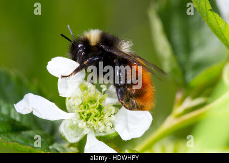Mountain bumblebee (Bombus monticola) adult worker feeding on a bramble flower. Powys, Wales. June. Stock Photo