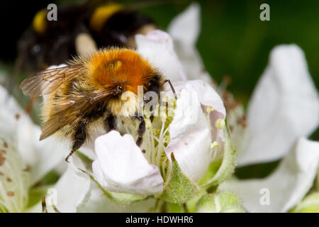 Moss carder bee (Bombus muscorum) adult worker feeding on a bramble flower. Gwynedd, Wales. June. Stock Photo