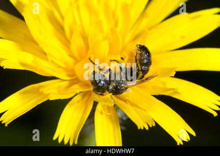 Spined Mason Bee (Osmia spinulosa) adult female feeding in a hawkbit flower. South Downs, Sussex, England. September. Stock Photo