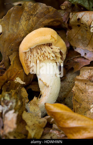 Hedgehog Fungus (Hydnum repandum) fruiting body in woodland. Powys, Wales. October. Stock Photo