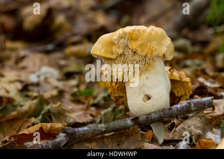 Hedgehog Fungus (Hydnum repandum) fruiting body in woodland. Powys, Wales. October. Stock Photo