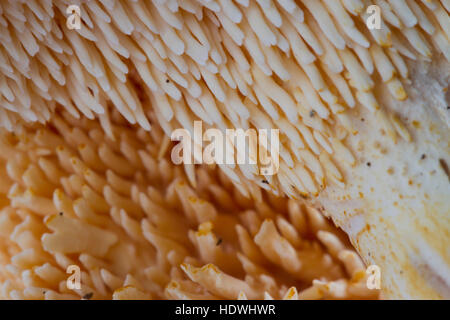 Close-up of the spore-producing spines of a Hedgehog Fungus (Hydnum repandum) fruiting body. Powys, Wales. October. Stock Photo