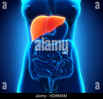 Illustration of Female liver anatomy Stock Photo - Alamy