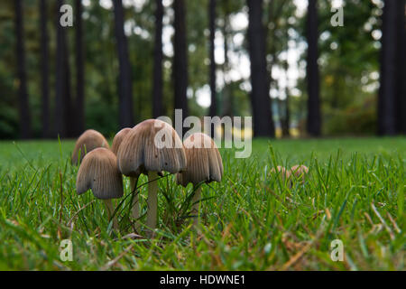 Grooved Bonnet - Mycena polygramma. Found within Brookwood Cemetery, Surrey, England, UK Stock Photo