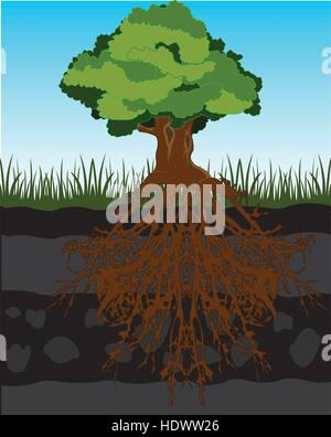 The Big tree and root in ground.Vector illustration Stock Vector
