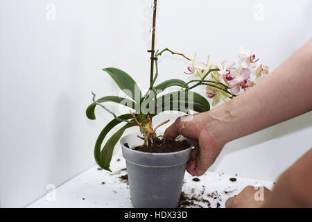 The process of transplanting small orchid. Isolated on white background. Stock Photo