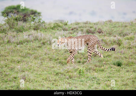One Cheetah adult female walking through open grassland, looking to hunt, Lewa Conservancy, Kenya Africa Stock Photo