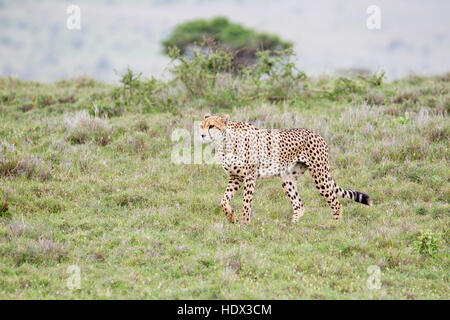 One Cheetah adult female walking through open grassland, looking to hunt, Lewa Conservancy, Kenya Africa Stock Photo