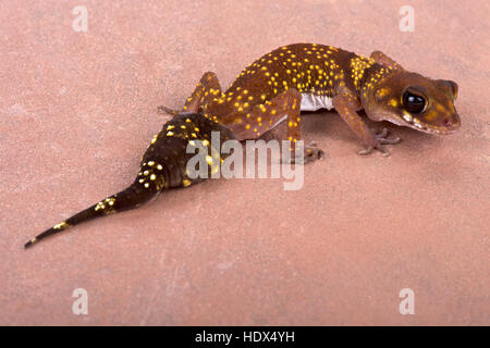 Western thick-tailed gecko, Underwoodisaurus milii Stock Photo
