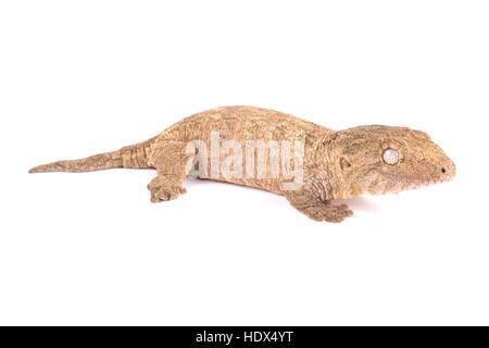 New Caledonian giant gecko, Rhacodactylus leachianus Stock Photo