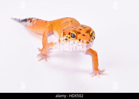 Leopard gecko,Eublepharis macularius Stock Photo