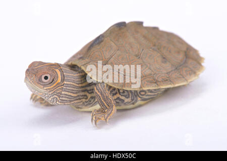 Mississippi map turtle, Graptemys pseudogeographica kohni Stock Photo