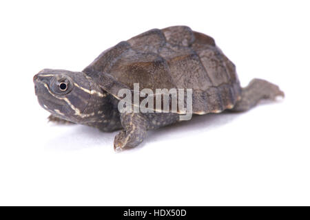 Musk turtle, Sternotherus odoratus Stock Photo