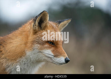 Eurasian Red Fox / Rotfuchs ( Vulpes vulpes ), intimate close-up, very detailed head-shot, in nice winter fur. Stock Photo