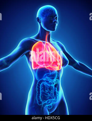 3d anatomy of female respiratory system Stock Photo - Alamy