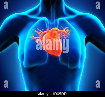 Human Heart Anatomy Stock Photo