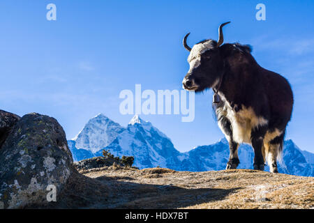 A black yak ist standing on a hill, snow covered mountains in the distance Stock Photo