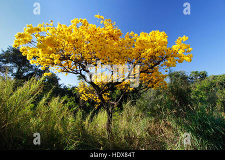 Flowery yellow ipe tree in the forest with blue sky Stock Photo