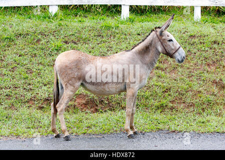 Donkey in green pasture posing ranch near fence Stock Photo