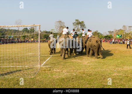 Elephants playing football is one of the main attractions of the Elephant Festival Stock Photo
