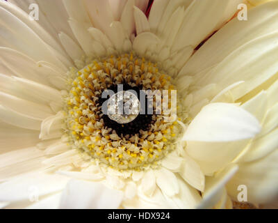 A white gerbera flower with a jewel "diamond" glass stud in the centre Stock Photo