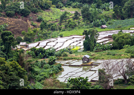 Rice seedling on terrace rice fields in Chiang mai, Thailand Stock Photo