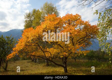 Autumn tree in the Altai region in Russia. Stock Photo