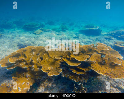 Underwater Caribbean coral reef, underwater landscape Stock Photo
