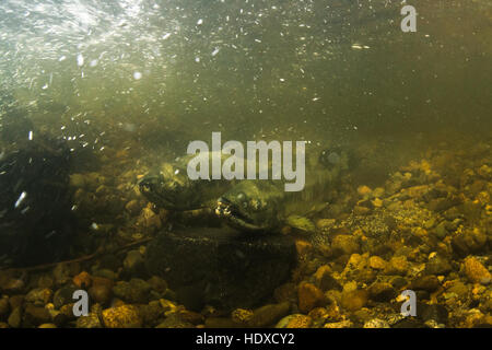 A pair of Chum Salmon protecting their eggs in the Stoney creek in Burnaby, British Columbia. Stock Photo