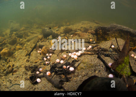 Salmon eggs in the botton of Stoney Creek, in Burnaby watershed. Stock Photo