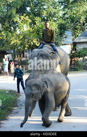 A mahout leading his female elephant along with her 2 calves. Stock Photo