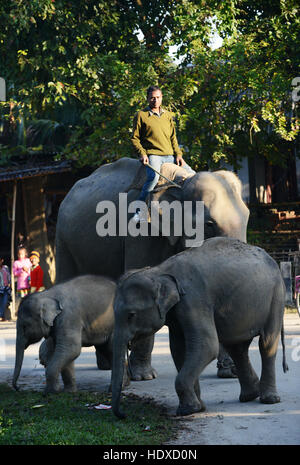 A mahout leading his female elephant along with her 2 calves. Stock Photo