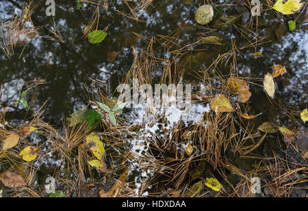 Pool with the needles floating in it, leaves and reflection of branches of trees Stock Photo