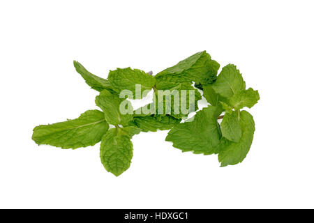 Fresh Spearmint (mint / Mentha spicata) leaves Stock Photo
