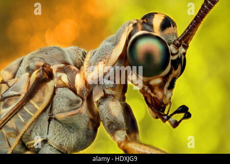 dragon fly extreme macro portrait Stock Photo