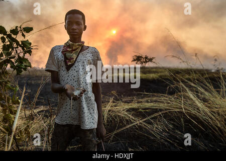 Kids hunting bush mice, during a fire, A source of protein in northern Ghana, Stock Photo