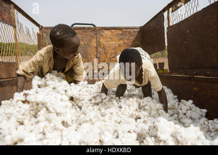 Work in the cotton fields of Cote D'Ivoire, (Ivory Coast) Stock Photo