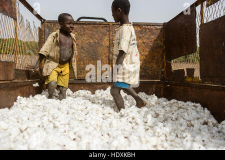 Work in the cotton fields of Cote D'Ivoire, (Ivory Coast) Stock Photo