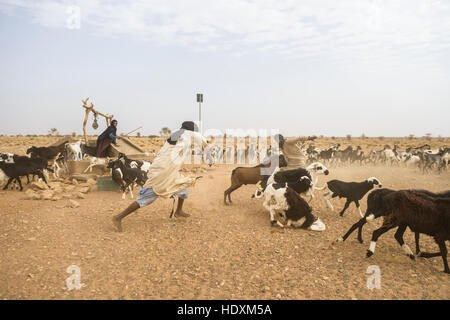 Goat herding nomads of the Adrar, Mauritania Stock Photo