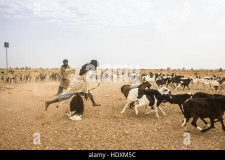 Goat herding nomads of the Adrar, Mauritania Stock Photo