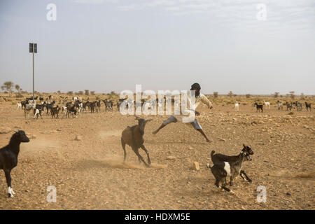 Goat herding nomads of the Adrar, Mauritania Stock Photo