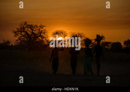 Gambian women carrying wood for fire, The Gambia Stock Photo