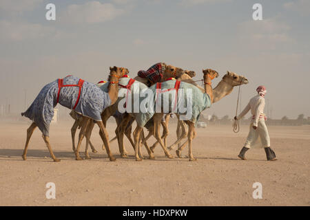 Camel herder walking with camels, Dubai Stock Photo