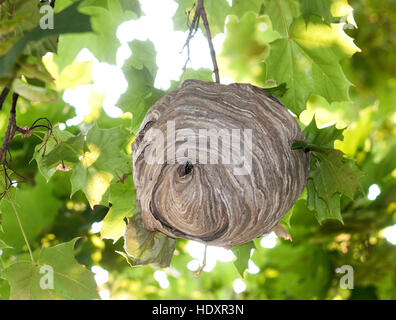 A Paper Nest Of Bald Faced Hornets Hides In A Cluster Of Oak Leaves As