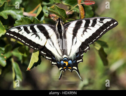 Pale Swallowtail (Papilio eurymedon) butterfly perched on tree Stock Photo