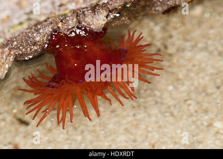 Pferdeaktinie, Pferde-Aktinie, Aktinie, Purpurrose, Actinia equina, Seeanemone, See-Anemone, beadlet anemone, sea anemone, beadlet-anemone, sea-anemon Stock Photo