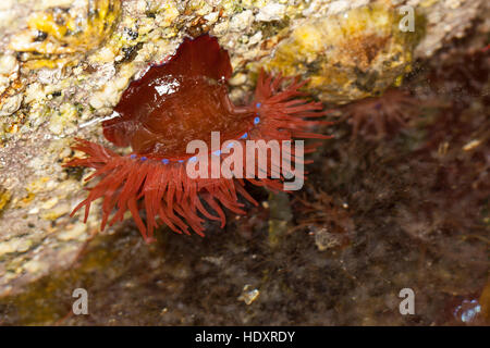 Pferdeaktinie, Pferde-Aktinie, Aktinie, Purpurrose, Actinia equina, Seeanemone, See-Anemone, beadlet anemone, sea anemone, beadlet-anemone, sea-anemon Stock Photo