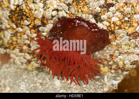 Pferdeaktinie, Pferde-Aktinie, Aktinie, Purpurrose, Actinia equina, Seeanemone, See-Anemone, beadlet anemone, sea anemone, beadlet-anemone, sea-anemon Stock Photo